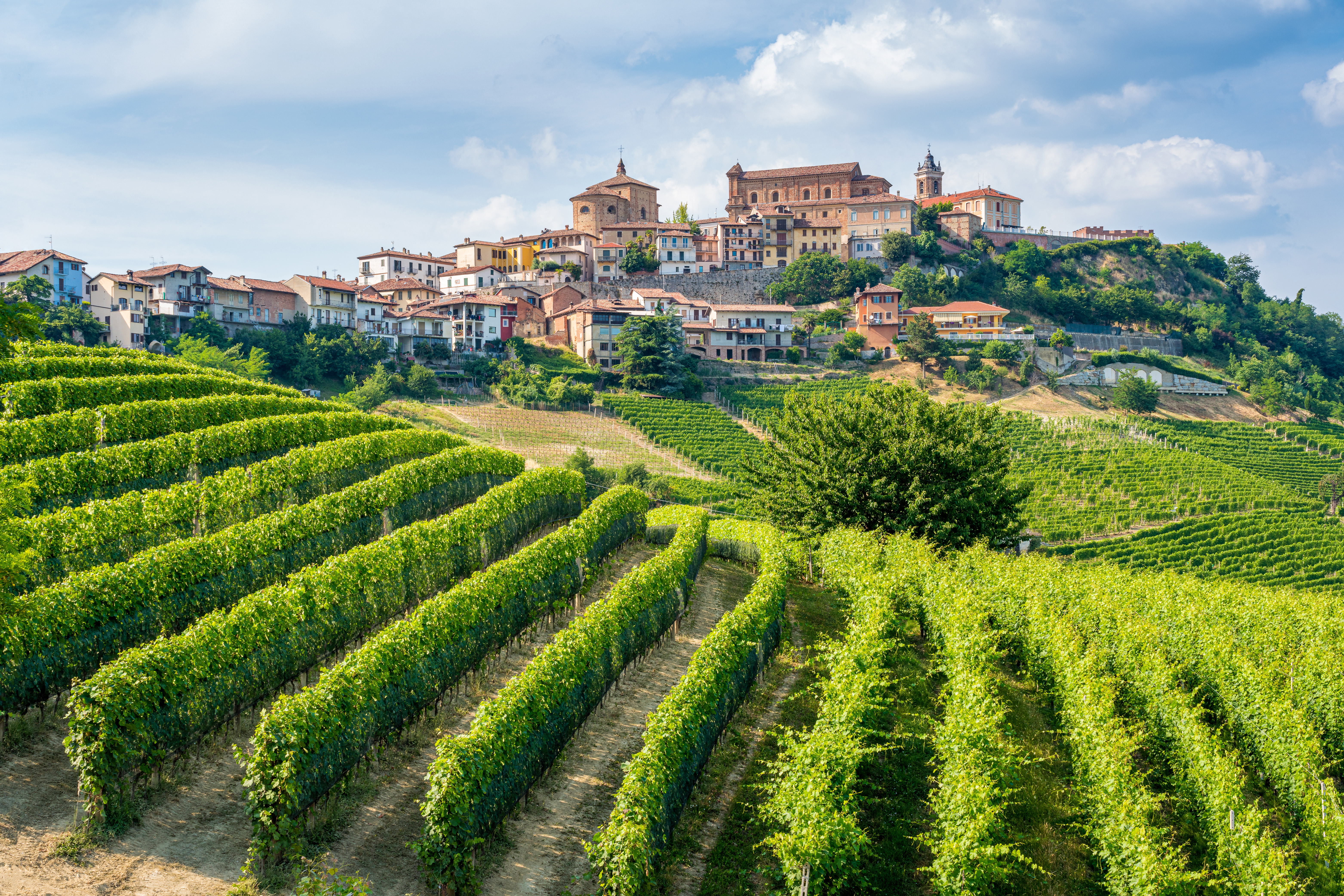 Piedmont Wine Evening