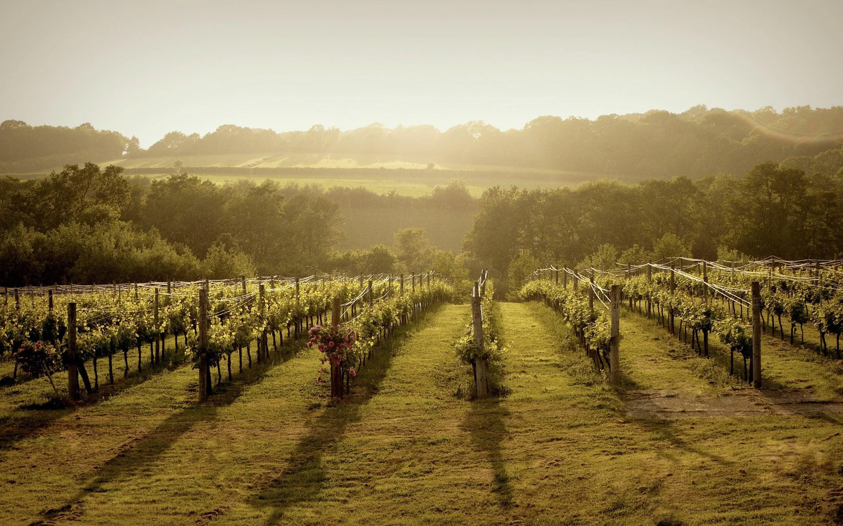 Bluebell Vineyard Estates